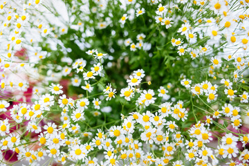 daisies in the field