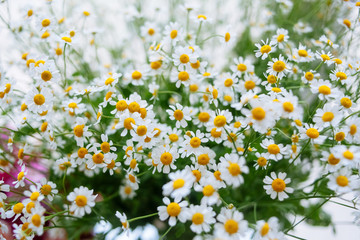 field of camomiles