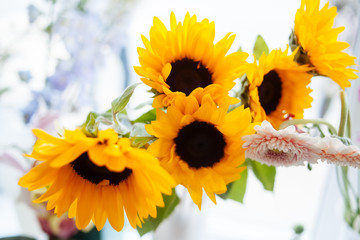 sunflower on white