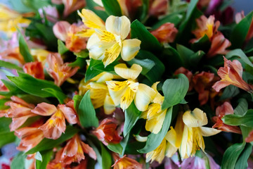 Obraz na płótnie Canvas bouquet of yellow tulips
