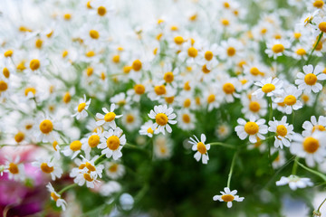 daisies in a field