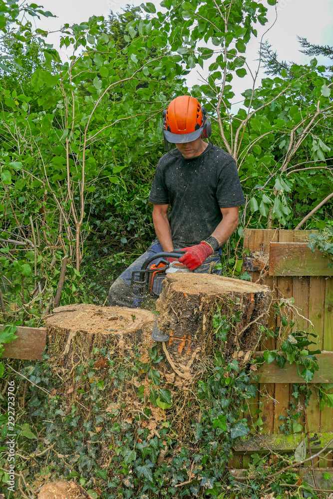 Wall mural arborist or tree surgeon cutting tree stump using a chainsaw and wearing safety equipment.