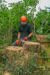 Arborist or Tree Surgeon wearing safety equipment using a chainsaw to cut a large tree stump.