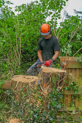 Arborist or Tree Surgeon cutting tree stump using a chainsaw and wearing safety equipment.