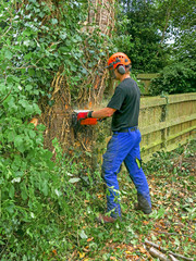 Arborist or Tree Surgeon starting to cut down a tree using a chainsaw and wearing safety equipment.