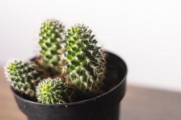 Cactus on a white background