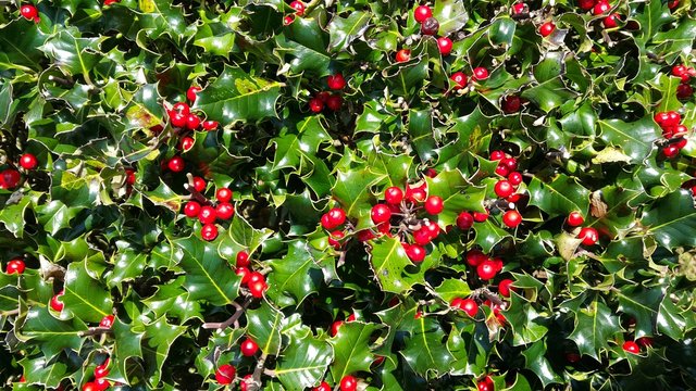 Shiny Christmas berries
