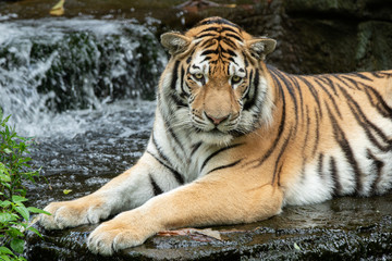 tiger is watching you with caution