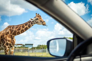 View from car on Giraffe in drive through safari zoo