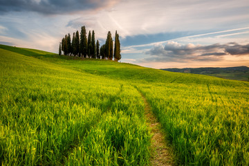 Impressive spring landscape,view with vineyards and cypresses,tuscany,italy