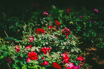 Beautiful red roses in the garden. Floral background. Baroque old fashiones style. Natural rose flowers pattern wallpaper or greeting card