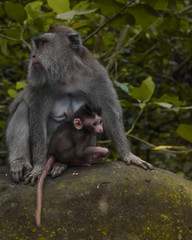 Monkey Forest, Bali, Indoesia