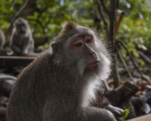 Monkey Forest, Bali, Indoesia