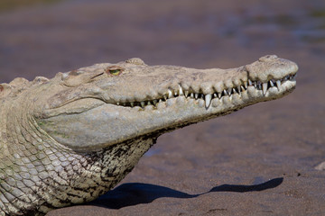 Menacing American Crocodile on river bank