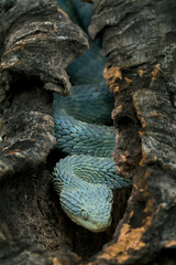 Blue Bush Viper (Atheris squamigera) in Hollow Log