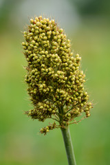 Close Up of Millet in the Field