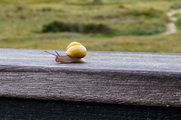 A snail crawling on wood