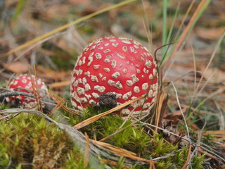 Fly agaric with a red hat growing in the woods. Poisonous mushroom.