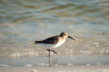 Dunlin on the move