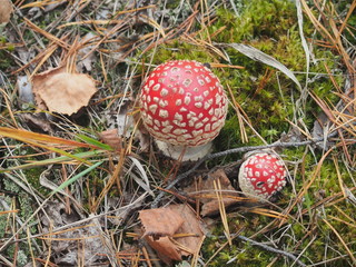 Fly agaric with a red hat growing in the woods. Poisonous mushroom.