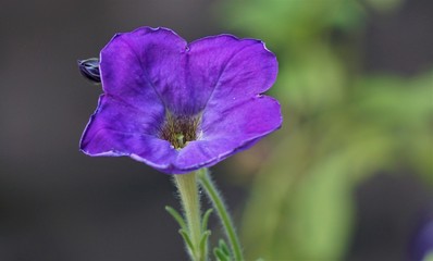 Purple flower isolated on blurred background