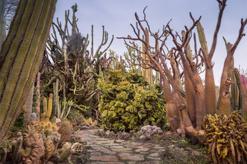 Unique Cactus Garden displays a variety of desert plants and cactuses. Beautiful tourist attractions in Israel