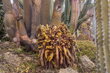 Unique Cactus Garden displays a variety of desert plants and cactuses. Beautiful tourist exotic attractions in Israel