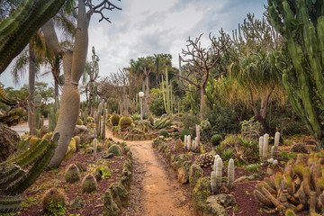 Unique Cactus Garden displays a variety of desert plants and cactuses. Beautiful tourist attractions in Israel. Walking in exotic place