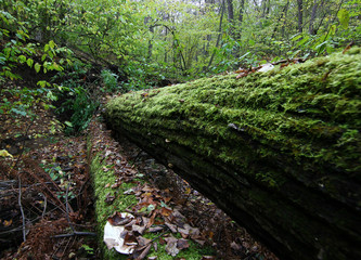 a fallen tree in the forest covered with green moss and fallen leaves