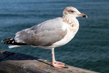 Möwe