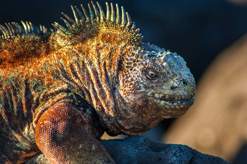 Galapagos marine iguana close up detail of skin
