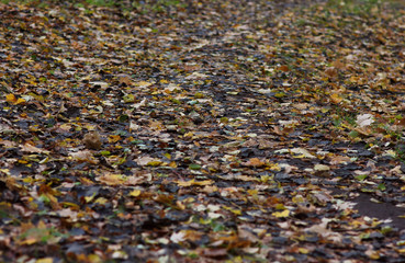 beautiful autumn background of fallen aspen leaves