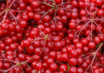 Ripe red viburnum close up. Many berries viburnum. Background of red berries. Useful berries for the treatment of colds.