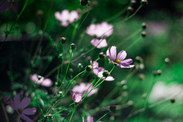 Pink flowers of a cosmea with a yellow core on a green background close-up. Beautiful background. Garden flowers in a flower bed.