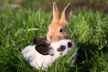 Two Baby Bunnies Playing on Green Grass