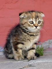 Naklejka na ściany i meble Photos of beautiful kittens