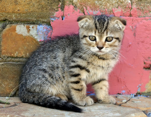 Photos of beautiful kittens