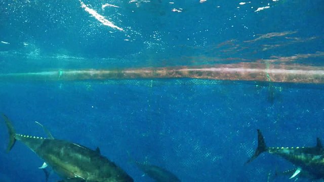 Bluefin Tuna (Thunnus thynnus) swimming