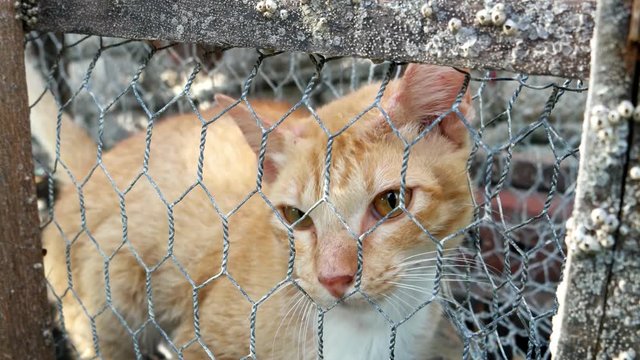 The orange cat meow and ask for help due to can't go out from crap trap.