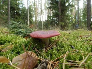 KODAK Digital Still Camera © Dawid