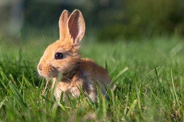 A Baby Bunny Plays on Green Grass