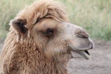 camel
