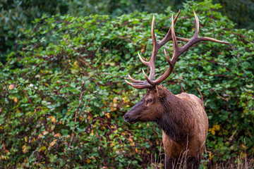 Roosevelt Bull Elk Standing in Front of Green Vines