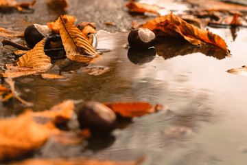 Autumn: leaves and chestnuts in a puddle