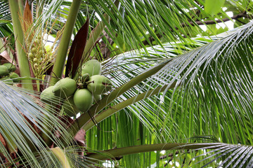 Coconuts growing on a coconut tree in a tropical forest, close-up