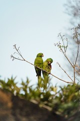 Portrait of Green Pionus in Nature