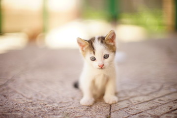 white kitten sitting in the yard on a stone floor, portrait of a cute little cat.
