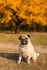 A dog of a pug breed sits in an autumn park on yellow leaves against a background of trees and autumn forest. Puppy looking at the camera