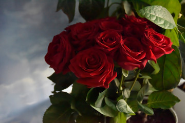 Roses among the green leaves