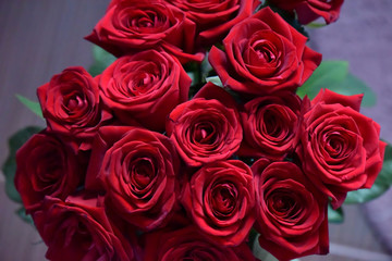 Obraz premium Roses among the green leaves